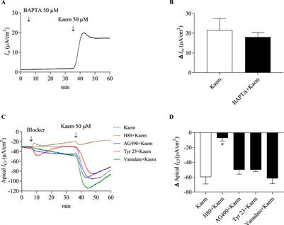 Kaempferol activates chloride secretion via the cAMP/PKA signaling pathway and expression of CFTR in T84 cells